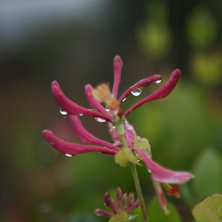 Luxury Glamping Cabin With Outdoor Bath On Cornish Flower Farm 特鲁罗 外观 照片